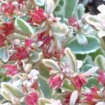 Sedum Spurium Tri-Color™ Perennial Plug Plants Pack x6