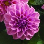 Dahlia Dwarf Bedding / Pot Lubega® Power Mixed Plug Plants Pack x6