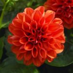 Dahlia Dwarf Bedding / Pot Lubega® Power Mixed Plug Plants Pack x6