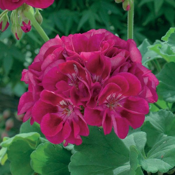 Geranium Zonal Grandeur® Power Burgundy Plug Plants Pack x6