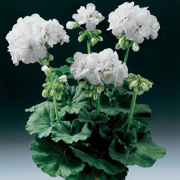 Geranium Zonal Grandeur® Classic White Summer Plug Plants Pack x6