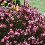 Gaura Linheimeri 'Gambit Rose' Perennial Garden Plug Plants Pack x6