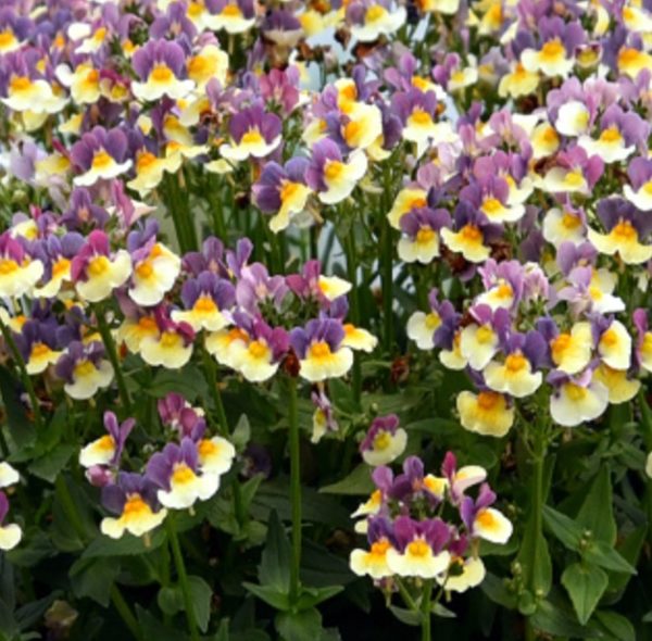 Nemesia 'Rhubarb & Custard ' Summer Garden / Basket Plug Plants Pack x6