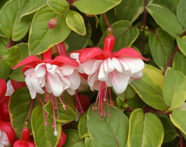 Fuchsia Trailing 'Golden Swingtime' Summer Garden Plug Plants Pack x6
