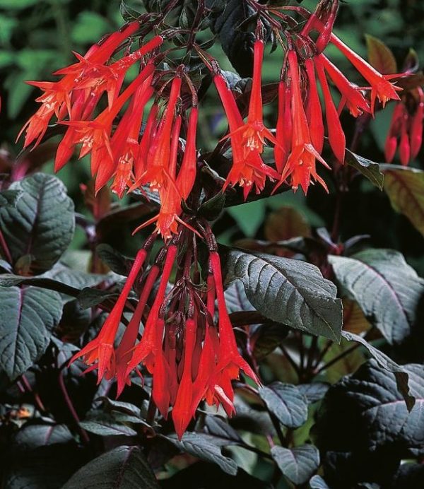 Fuchsia Bush 'Gartenmeister Bonstedt' Summer Garden Plug Plants Pack x6