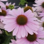 Echinacea (Coneflower) Purpurea Papallo Compact Rose Pink 90mm Pot Plants Pack x3