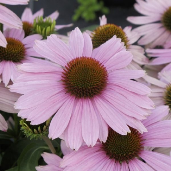 Echinacea (Coneflower) Purpurea Papallo Compact Rose Pink 90mm Pot Plants Pack x3