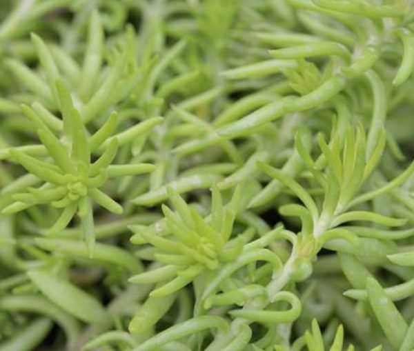 Sedum Rupestre 'Winter Green' Perennial Evergreen Plug Plants Pack x6