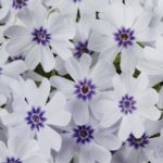 Creeping Phlox Subulata 'Pharao Blue Eye' Perennial Plug Plants Pack x6