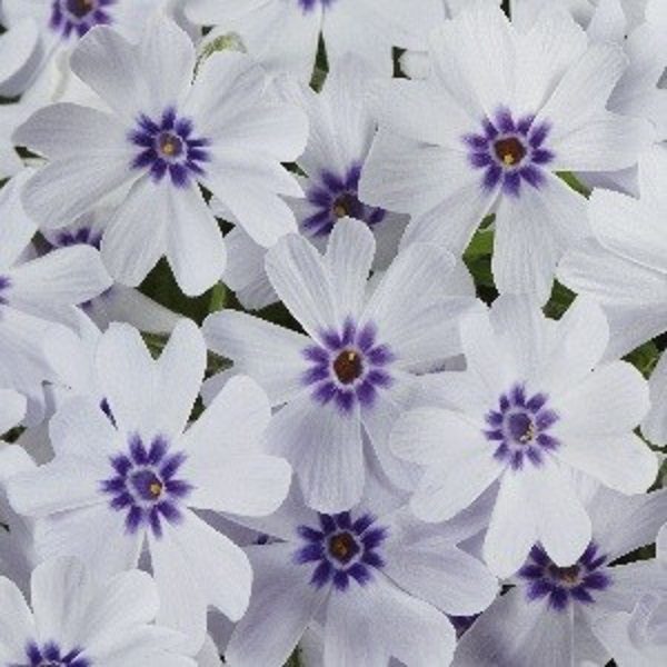Creeping Phlox Subulata 'Pharao Blue Eye' Perennial Plug Plants Pack x6