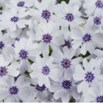Creeping Phlox Subulata 'Pharao Blue Eye' Perennial Plug Plants Pack x6