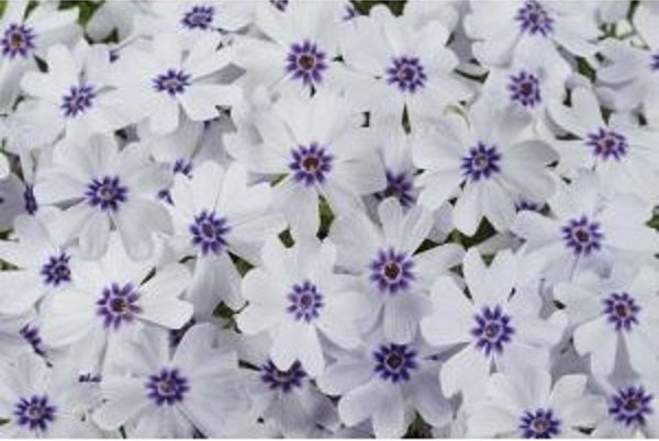 Creeping Phlox Subulata 'Pharao Blue Eye' Perennial Plug Plants Pack x6