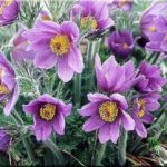 Pulsatilla Vulgaris Mixed Perennial (LARGE) Plug Plants Pack x6