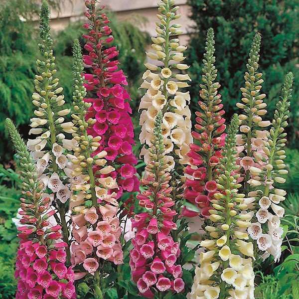 Foxglove Digitalis Dwarf 'Foxy Mixed' Cottage Garden Plug Plants Pack x6