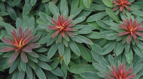 Euphorbia × Martini Perennial Garden Plug Plants Pack x6