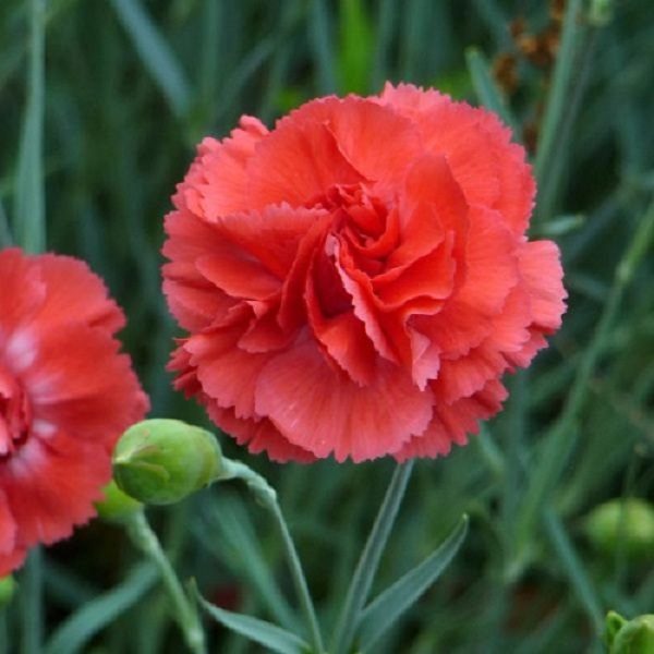 Dianthus 'Diane' Garden Pinks Perennial Garden Plug Plants Pack x6