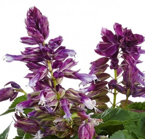 Salvia x Splendens Gigantimo Blue Stripe Garden Plug Plants Pack x6