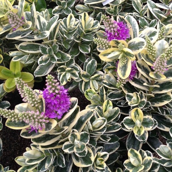 Hebe Classica® Katrina Perennial Evergreen Shrub Plug Plants Pack x6