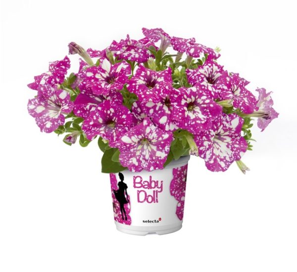 Petunia Semi-Trailing 'Pink Sky®' Summer Plug Plants Pack x6