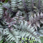 Hardy Ferns Perennial Plug Plants Special Collection Pack x6