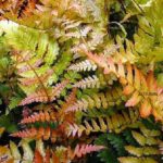 Hardy Ferns Perennial Plug Plants Special Collection Pack x6
