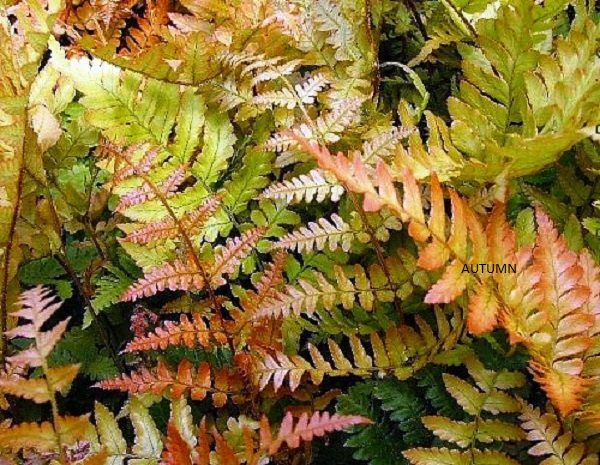 Hardy Ferns Perennial Plug Plants Special Collection Pack x6