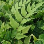 Hardy Ferns Perennial Plug Plants Special Collection Pack x6
