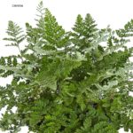 Hardy Ferns Perennial Plug Plants Special Collection Pack x6