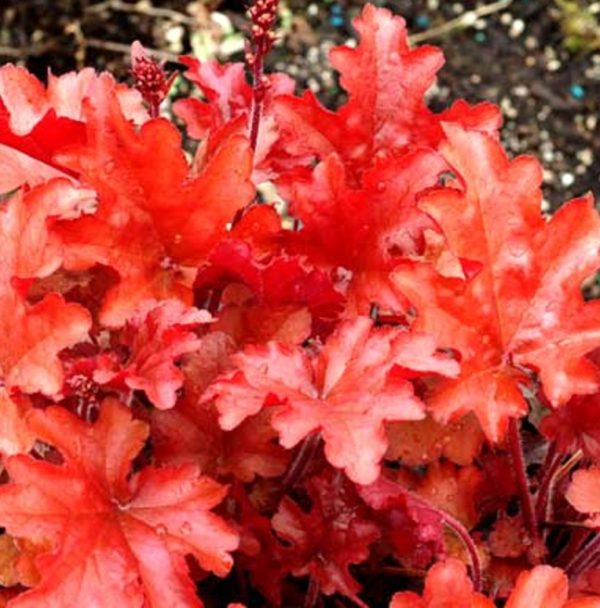Heuchera x Hybrida 'Peach Flambre' Perennial Large Garden Plug Plants Pack x6