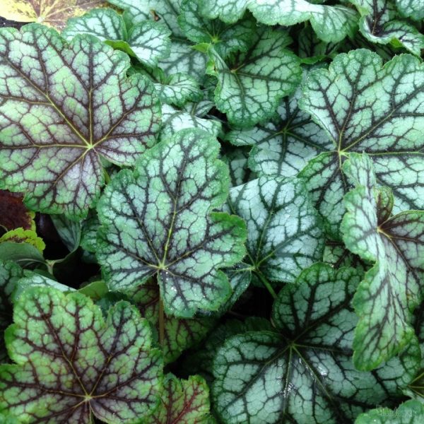 Heuchera x Hybrida 'Green Spice' Perennial Large Plug Plants Pack x6