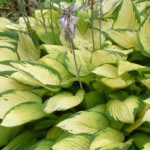Hosta 'Gold Standard' Perennial Garden Plug Plants 'Large Plugs' Pack x6