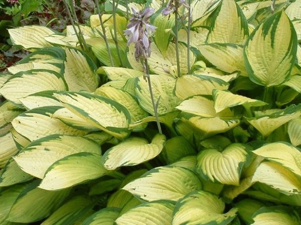 Hosta 'Gold Standard' Perennial Garden Plug Plants 'Large Plugs' Pack x6
