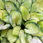Hosta 'Gold Standard' Perennial Garden Plug Plants 'Large Plugs' Pack x6
