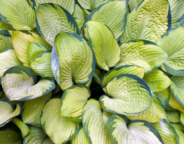 Hosta 'Gold Standard' Perennial Garden Plug Plants 'Large Plugs' Pack x6