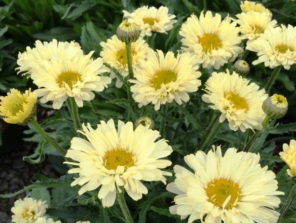 Leucathemum x Superbum Shasta Daisy 'Real Dream' Perennial Plug Plants Pack x6