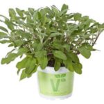 Salvia Fortado (Green Sage) Herb Plug Plants Pack x 6
