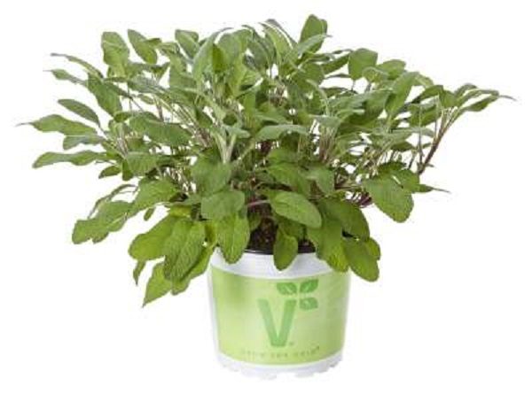Salvia Fortado (Green Sage) Herb Plug Plants Pack x 6