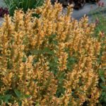 Agastache Liquorice 'Kudos Gold' Perennial Plug Plants Pack x6