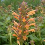 Agastache Liquorice 'Kudos Gold' Perennial Plug Plants Pack x6