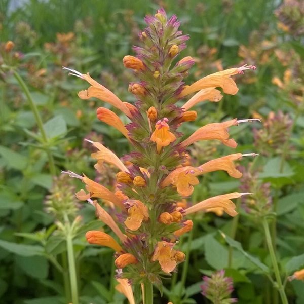 Agastache Liquorice 'Kudos Gold' Perennial Plug Plants Pack x6