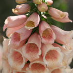 Foxglove 'Peach Hybrid Dalmation F1 (LARGE) Cottage Garden Plug Plants Pack X6