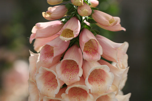 Foxglove 'Peach Hybrid Dalmation F1 (LARGE) Cottage Garden Plug Plants Pack X6