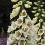 Foxglove 'Cream Hybrid Dalmation F1 (LARGE) Cottage Garden Plug Plants Pack X6