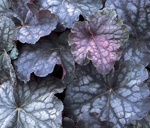 Heuchera x Hybrida 'Velvet Night' Perennial Large Garden Plug Plants Pack x6