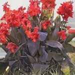Canna Lily Cannova F1 Bronze-Scarlet Plug Plants Pack x6 Limited Supply!
