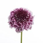Scabious / Scabiosa Cherry Vanilla Scoop™ Cottage Garden Perennial Plug Plants Pack x6