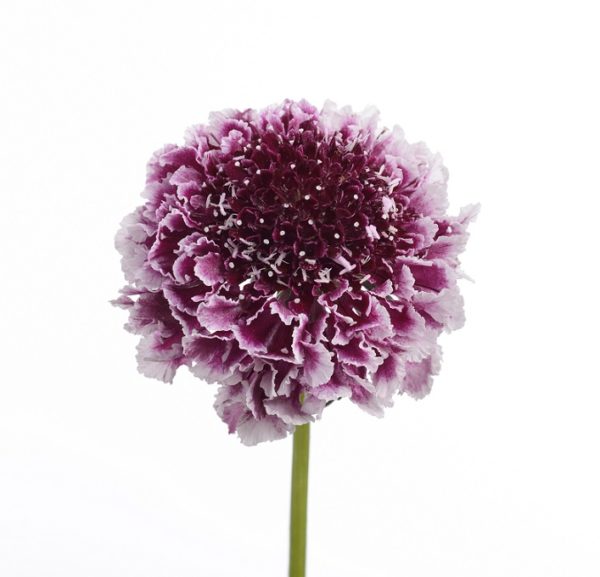 Scabious / Scabiosa Cherry Vanilla Scoop™ Cottage Garden Perennial Plug Plants Pack x6
