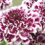 Scabious / Scabiosa Cherry Vanilla Scoop™ Cottage Garden Perennial Plug Plants Pack x6