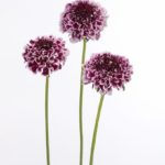 Scabious / Scabiosa Cherry Vanilla Scoop™ Cottage Garden Perennial Plug Plants Pack x6