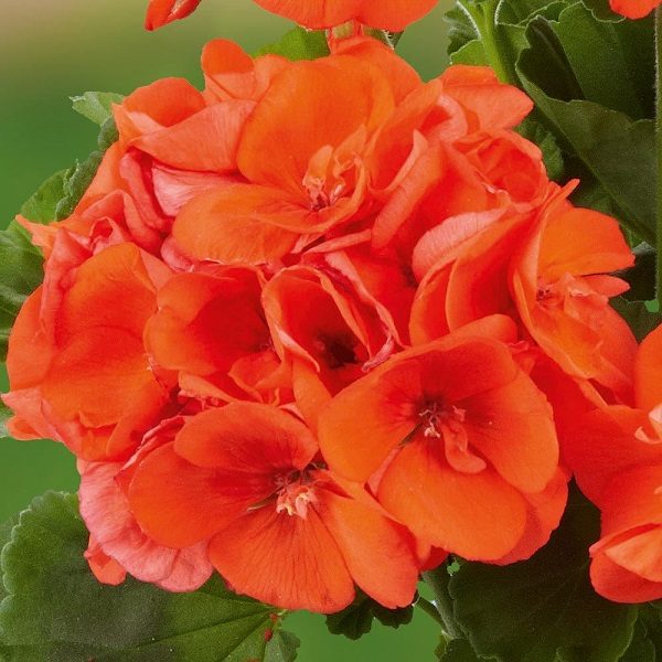 Geranium Zonal Grandeur® 'Classic Orange' Plug Plants New Pack x6